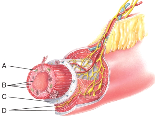 What is line A pointing to?   A) Lumen B) MALT C) Mucosa D) Submucosa E) Muscularis