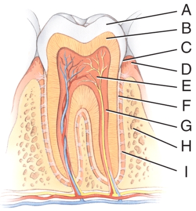 What is line F pointing to?   A) Pulp cavity B) Cementum C) Root canal D) Alveolar bone E) Gingival sulcus