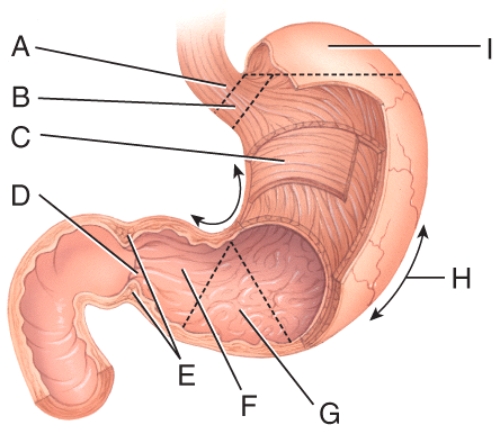 This is the area where pyloric stenosis occurs.   A) E B) F C) G D) B E) I