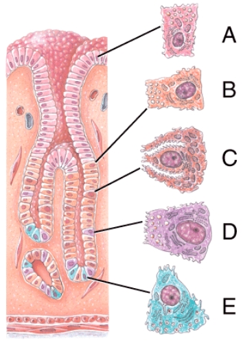 Which of the following cells secretes gastrin?   A) A B) B C) C D) D E) E
