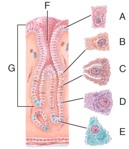 Name the structure labeled G   A) Parietal cell B) Gastric glands C) Gastric pit D) Chief cell E) Simple columnar epithelium