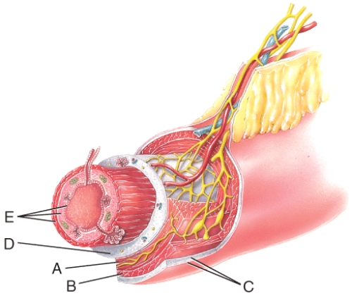 Name the layer labeled B   A) Submucosa B) Serosa C) Longitudinal muscle D) Mucosa E) Circular muscle