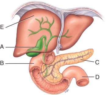 The enzyme,produced in the organ labeled C,which digests DNA is called:   A) Deoxyribonuclease B) Ribonuclease C) Salivary amylase D) Pepsin E) Sucrase