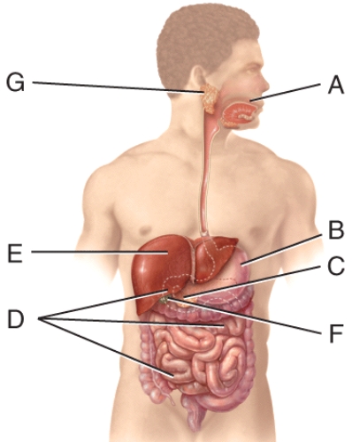 The enzyme,produced in the organ labeled C,that leads to the production of fatty acids and monoglycerides during digestion is called:   A) Sucrase B) Pancreatic lipase C) Salivary amylase D) Trypsin E) Elastase