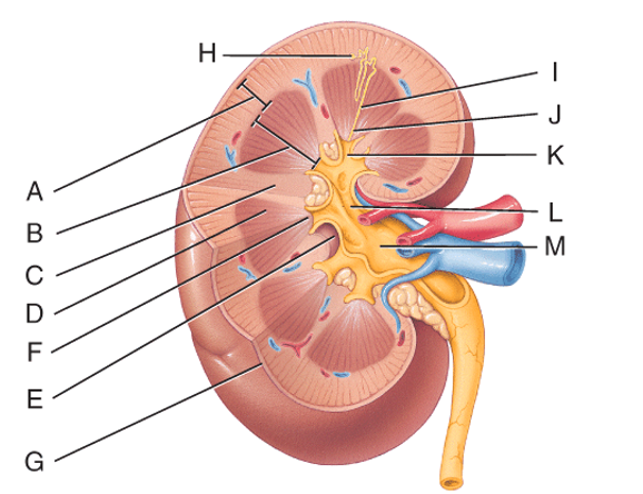 Urine formed by the nephrons first drains into these.   A) H B) I C) J D) K E) L