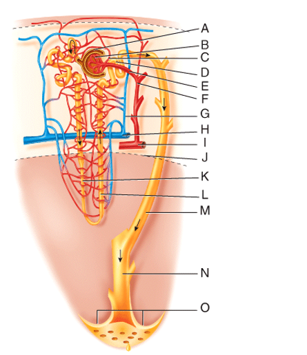 Where is the ascending limb of the nephron loop?   A) C B) D C) J D) K E) L