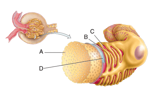 What is line  B  pointing to?   A) Fenestration B) Pedicel C) Filtration slit D) Basal lamina E) Lumen of the glomerulus