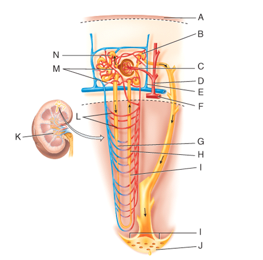 Fluid flowing from point N in the figure will go to which structure next?   A) G B) H C) C D) B E) K