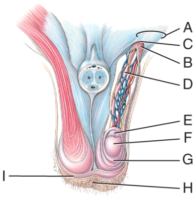 What does line  G  point to in this figure?   A) Dartos muscle B) Cremaster muscle C) Spermatic fascia D) Tunica albuginea E) Tunica vaginalis