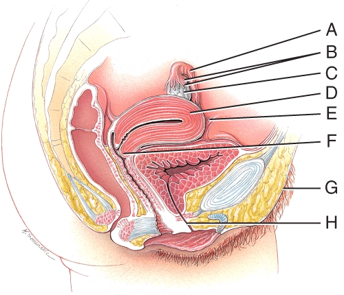 In this figure,which line represents the part of the uterus that opens into the vagina?   A) E B) F C) G D) H E) B