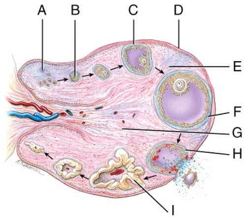 Where in the figure is the corpus albicans?   A) F B) G C) H D) I E) None of these choices