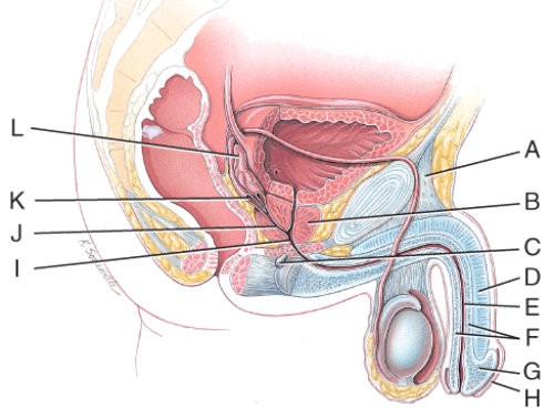 Which structure in the figure is the corpus spongiosum penis?   A) F B) D C) C D) E E) G