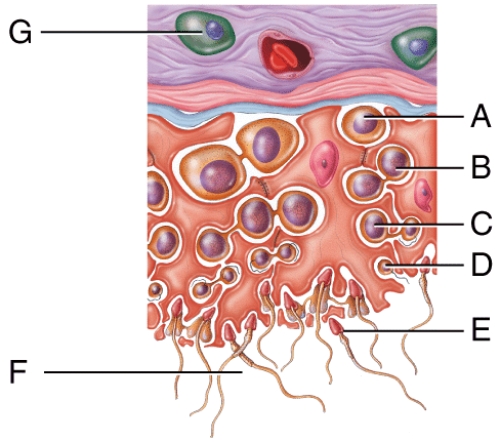 Which cell in the figure is actively secreting testosterone?   A) G B) F C) C D) A E) D