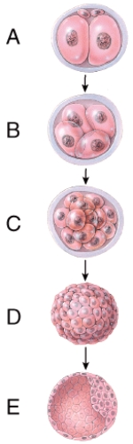 What does figure  A  represent?   A) Cleavage of embryo B) Cleavage of zygote C) Cleavage of morula D) Cleavage of blastocyst E) Cleavage of fetus