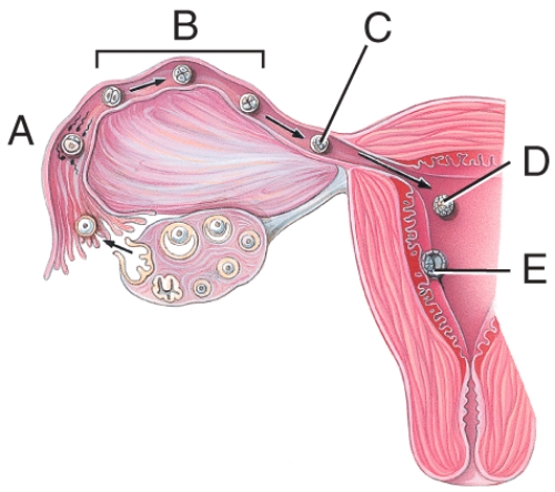 What stage happens 6 days after fertilization?   A) A B) B C) C D) D E) E