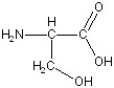 Match the following.  -  A) glycine B) lysine C) alanine D) serine E) phenylalanine F) aspartic acid
