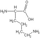 Match the following.  -  A) glycine B) lysine C) alanine D) serine E) phenylalanine F) aspartic acid