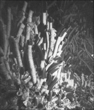 These organisms are most likely found in:   A) abyssal hills. B) cold seeps. C) hydrothermal vents. D) submarine canyons. E) trenches.