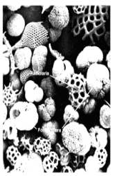 The organisms in this photograph would most likely produce oceanic sediments that are:   A) calcareous. B) cosmogenous. C) lithogenous. D) neritic. E) siliceous.