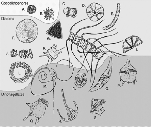 Refer to the Figure below to answer Questions     -The portion of the ocean in which these organisms are most likely to be found is the: A) benthic zone. B) estuary. C) intertidal zone. D) pelagic zone. E) sediment layer.