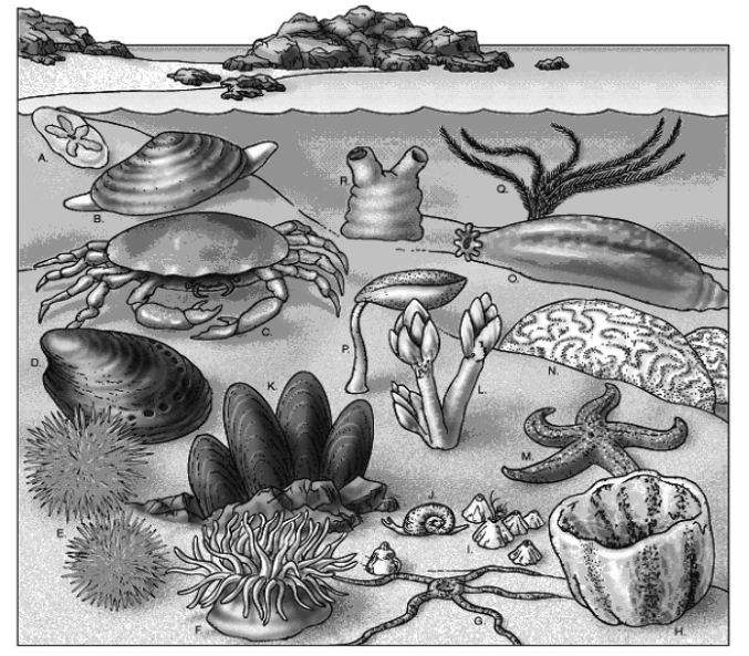 With respect to their marine environment,these organisms can be referred to as:   A) benthos. B) heterotrophs. C) nekton. D) plankton. E) predators.