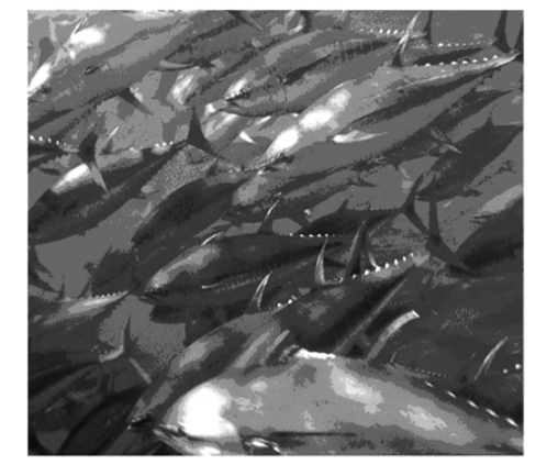 All of the following are benefits the adaptive behavior in the figure because it:   A) confuses predators by constantly changing positions of the fish within the school. B) makes the group of fish appear as one large unit. C) reduces the mortality rate for individuals within the school D) reduces the probability that a predator will locate the prey species. E) All of the above behaviors are beneficial to schooling fish.