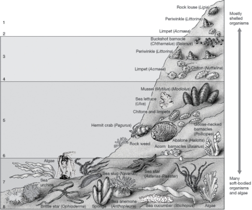 Refer to the Figure below to answer questions     -Along a rocky shore,the spray zone is indicated by the number: A) 1. B) 2. C) 3. D) 5. E) 7.