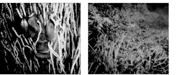 <strong>These organisms are inhabitants of a(n): </strong> A)active subduction zone. B)cold seep. C)hypersaline seep. D)hydrocarbon seep. E)hydrothermal vent.