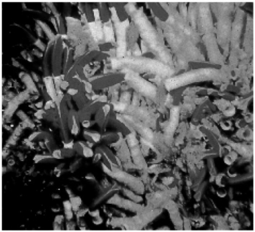 These organisms are most likely found in:   A)  abyssal hills. B)  cold seeps. C)  hydrothermal vents. D)  submarine canyons. E)  trenches.