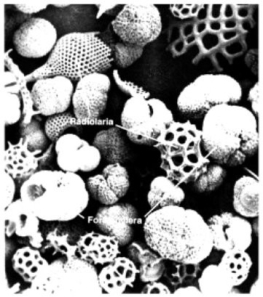 The organisms in this photograph would most likely produce oceanic sediments that are:   A)  calcareous. B)  cosmogenous. C)  lithogenous. D)  neritic. E)  siliceous.