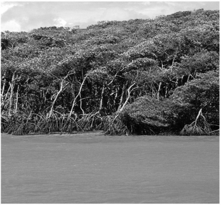 This wetland coastal area occurs:   A)  between 30ºN and 30ºS latitude. B)  in coastal areas with low wave energy. C)  in coastal areas that do not experience seasonal killing frosts. D)  All of the above conditions control the distribution of this type of coastal wetland. E)  Only A and B determine the distribution of this type of wetland.
