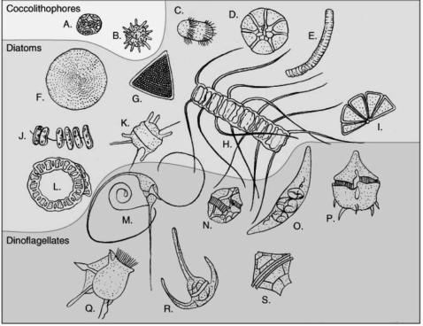 Refer to the figure below to answer the following question(s) ..    -These planktonic organisms often have needle-like structures that: A)  are used as a defense mechanism. B)  are used as paddles to catch ocean currents. C)  increase density. D)  prevent sinking. E)  serve as a  skeleton  to support the diatom.