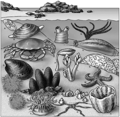 With respect to their marine environment, these organisms can be referred to as:   A)  benthos. B)  heterotrophs. C)  nekton. D)  plankton. E)  predators.