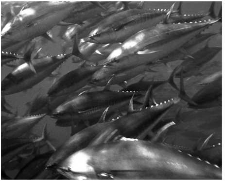 All of the following are benefits the adaptive behavior in the figure because it:   A)  confuses predators by constantly changing positions of the fish within the school. B)  makes the group of fish appear as one large unit. C)  reduces the mortality rate for individuals within the school. D)  reduces the probability that a predator will locate the prey species. E)  All of the above behaviors are beneficial to schooling fish.
