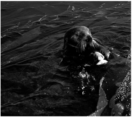 <strong>This marine mammal:  </strong> A) are small mammals with dense fur and lack an insulating blubber layer. B) are tropical herbivores found in shallow coastal waters. C) have anterior flippers covered with hair that cannot be rotated backwards. D) have posterior flippers than can be moved forward. E) have thick fur with hollow fur shafts for insulation. <div style=padding-top: 35px> 