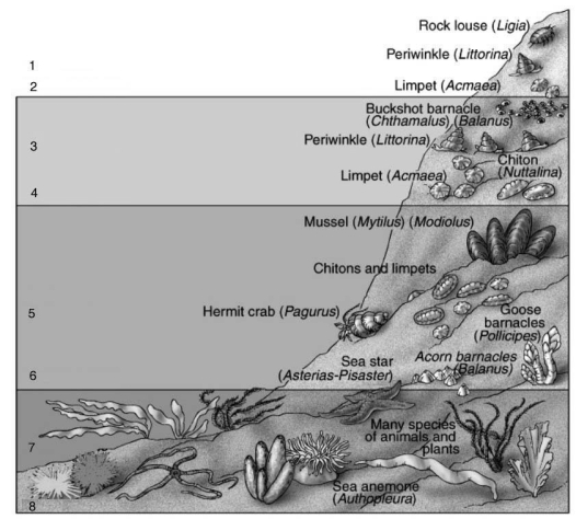 Refer to the figure below to answer the following question(s) .    -The area on a rocky shore that is inhabited by organisms adapted to high wave energy for the majority of the tidal cycle is indicated by the number: A)  1. B)  2. C)  3. D)  5. E)  7.