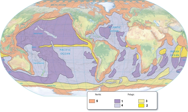   -The sediments that are produced in areas of high primary productivity are indicated by the number(s) : A) 1)  B) 2)  C) 3)  D) 2 & 3. E) 3 & 4.