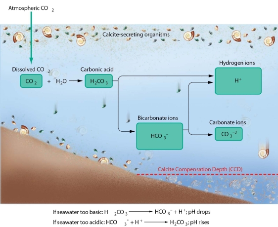   -Explain how the pH of seawater remains slightly alkaline AND relatively constant.