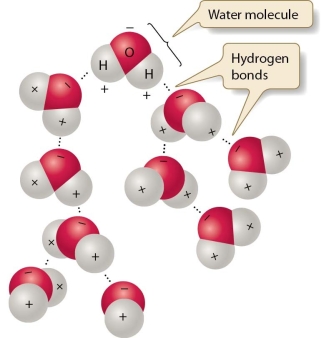 -Discuss how hydrogen bonding in water allows water to support life on earth. Include in your answer how hydrogen bonding affects the physical and chemical properties of water.