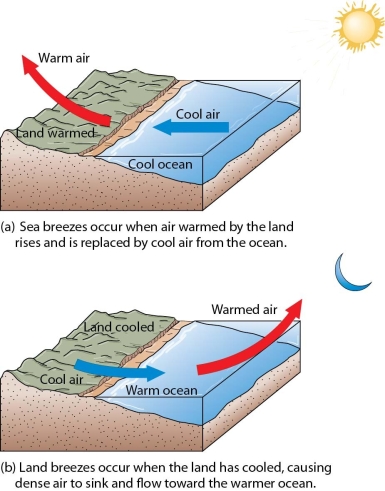 Discuss the formation of land breezes and sea breezes.