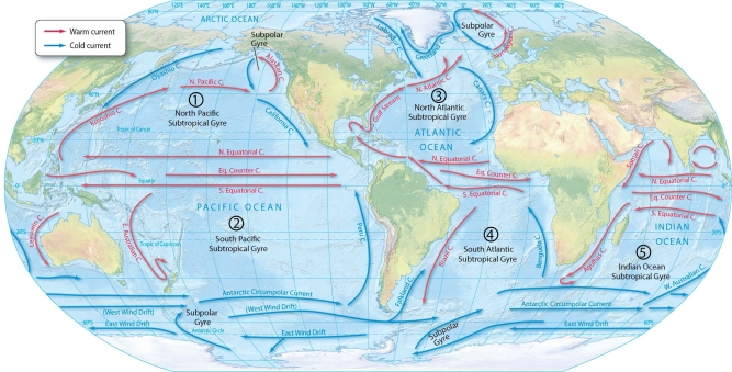   -Describe the location of the western boundary and eastern boundary current within a gyre. How is the direction of these currents related to heat distribution of the Earth's oceans?