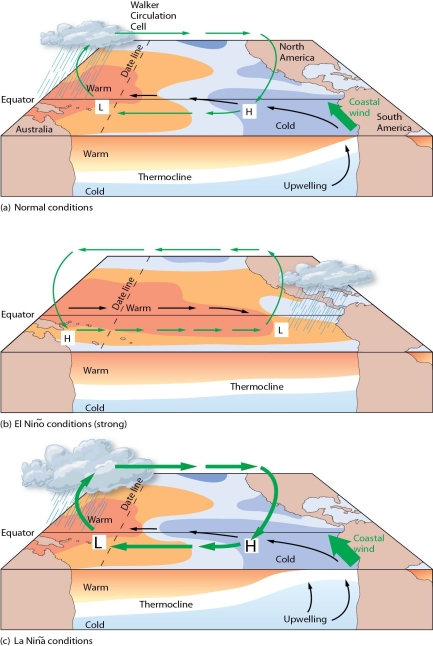   -Describe the El Niño Southern Oscillation. What global environmental effects characterize an El Niño event? What global environmental effects characterize a La Niña event?