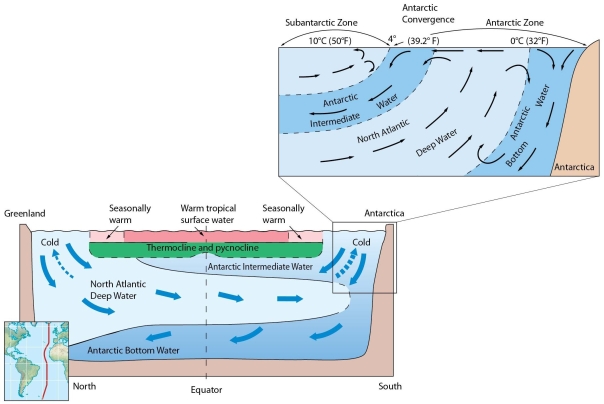  -Describe the circulation of deep ocean water.