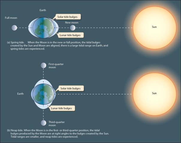   -Distinguish between spring tides and neap tides.