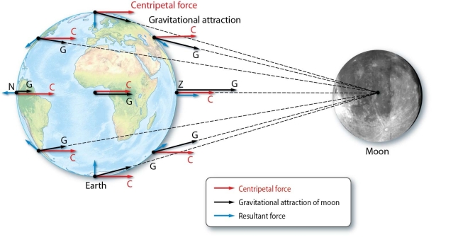   -How do centripetal forces and gravitation forces interact to produce the tides?