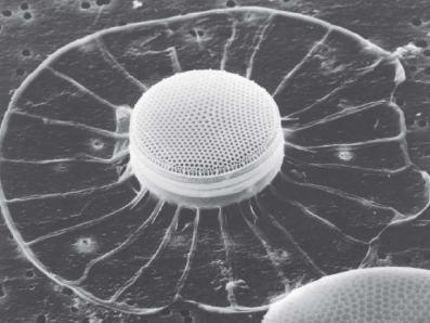   -Discuss why marine phytoplankton are generally smaller and more ornate than their freshwater counterparts.