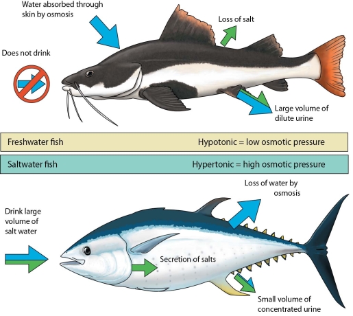   -Discuss osmotic balance in freshwater and saltwater fishes.