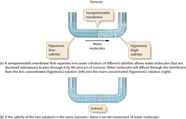   -Define the terms hypotonic, hypertonic, and isotonic and discuss their relationship to osmotic pressure.
