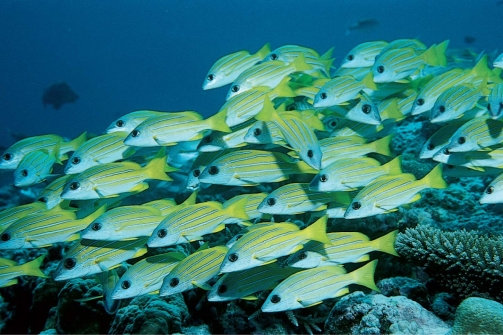   -All of the following are benefits of the adaptive behavior in the figure because it: A) confuses predators by constantly changing positions of the fish within the school. B) makes the group of fish appear as one large unit. C) reduces the mortality rate for individuals within the school. D) reduces the probability that a predator will locate the prey species. E) All of the above behaviors are beneficial to schooling fish.