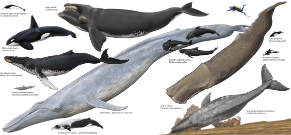   -Briefly describe some of the differences between cetaceans of the Suborder Odontoceti (toothed whales)with those of the Suborder Mysticeti (baleen whales).